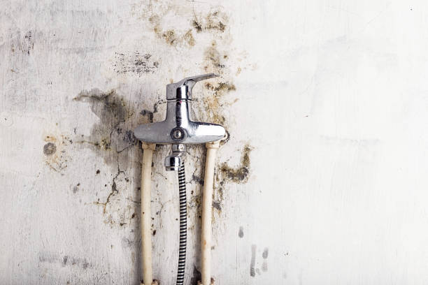Mold Removal Process in Rice, MN