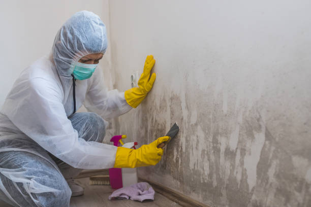 Best Mold Removal Process  in Rice, MN