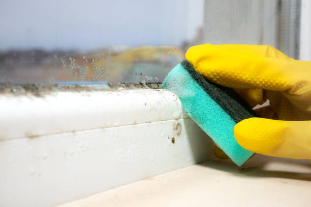Best Black Mold Removal  in Rice, MN