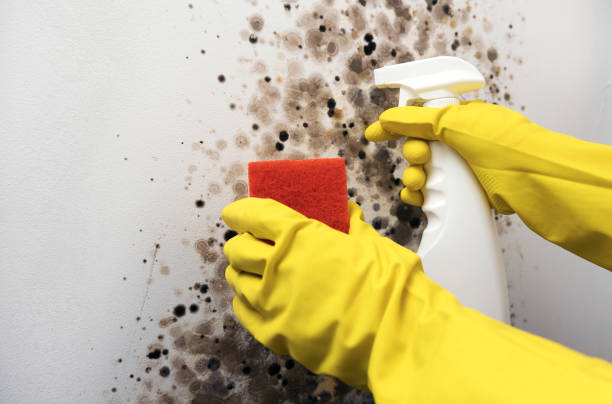 Reliable Rice, MN Mold Removal Solutions