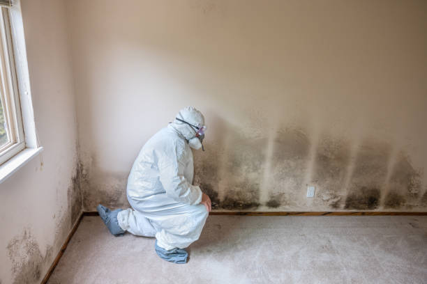 Best Fast Mold Removal  in Rice, MN