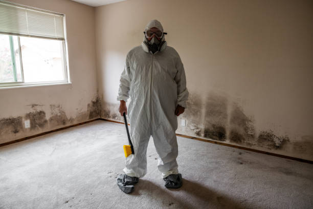 Office Mold Removal Services in Rice, MN