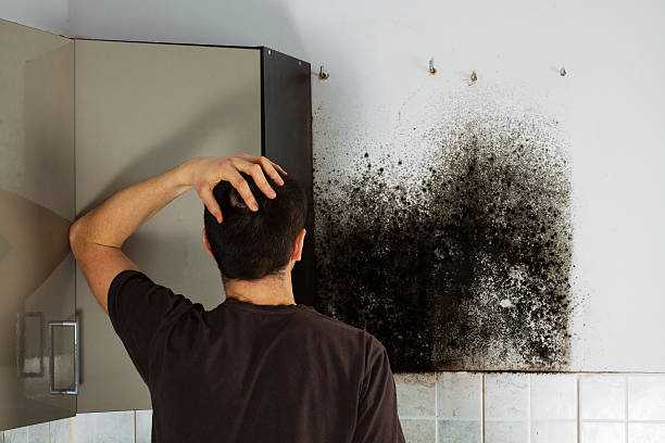Best Water Damage Restoration  in Rice, MN