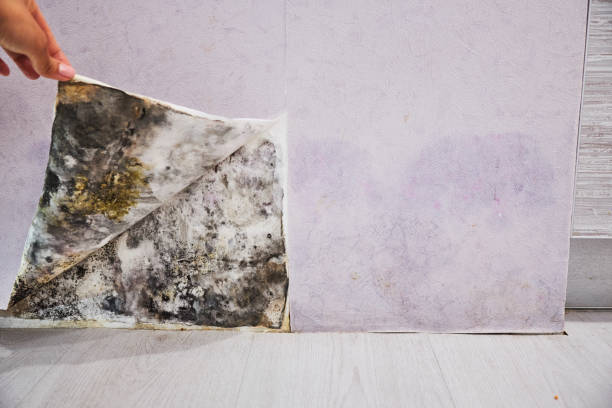 Best Commercial Mold Removal  in Rice, MN